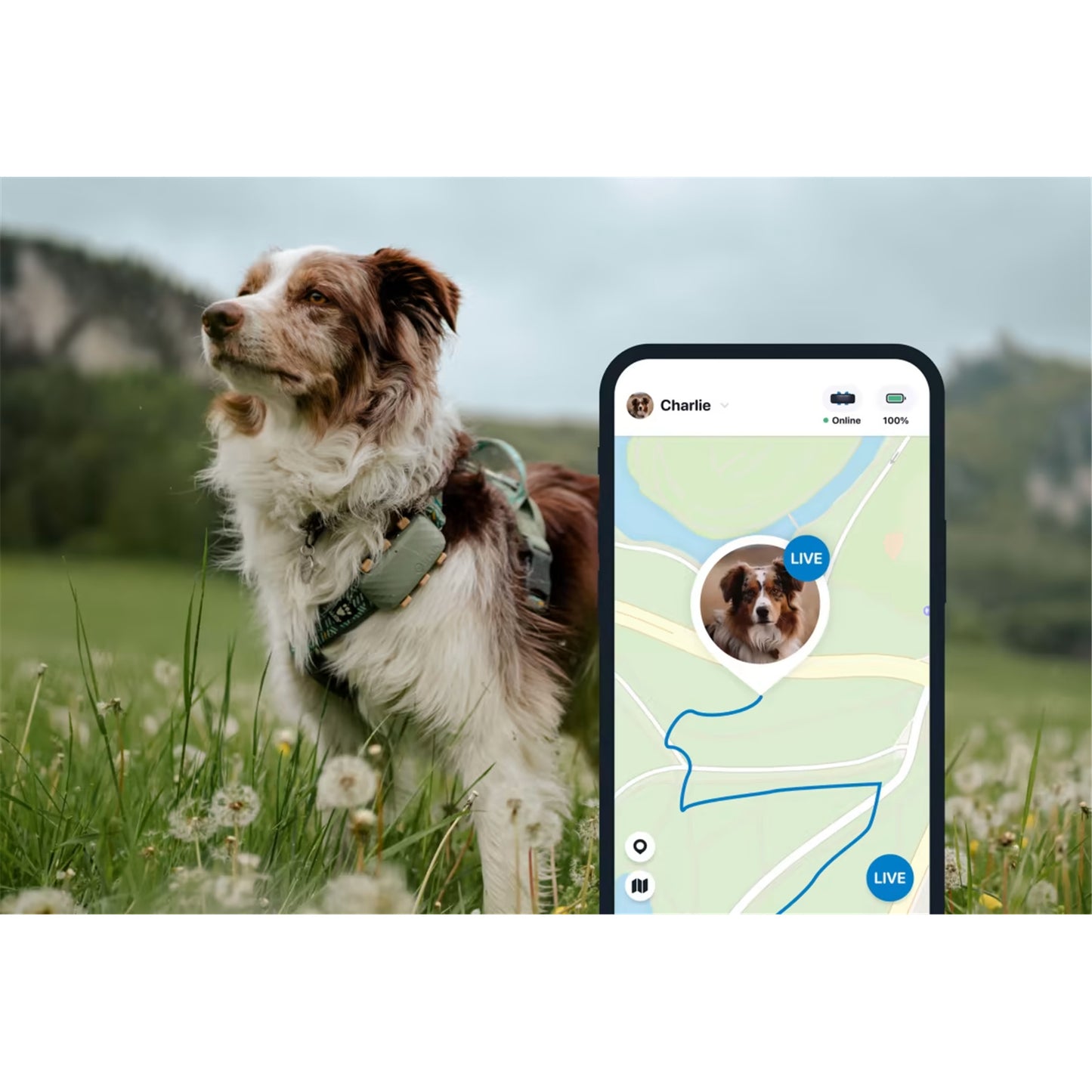Tractive DOG XL GPS Tracker with Extended Battery Life (Green) for Dogs | Subscription Required