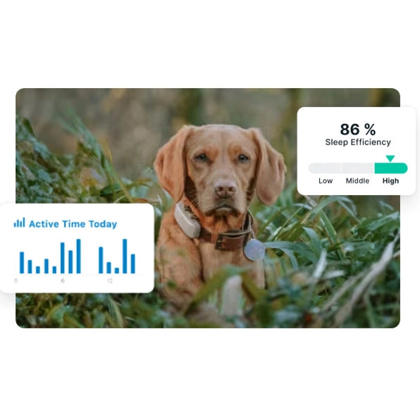 Tractive DOG XL GPS Tracker with Extended Battery Life (Green) for Dogs | Subscription Required