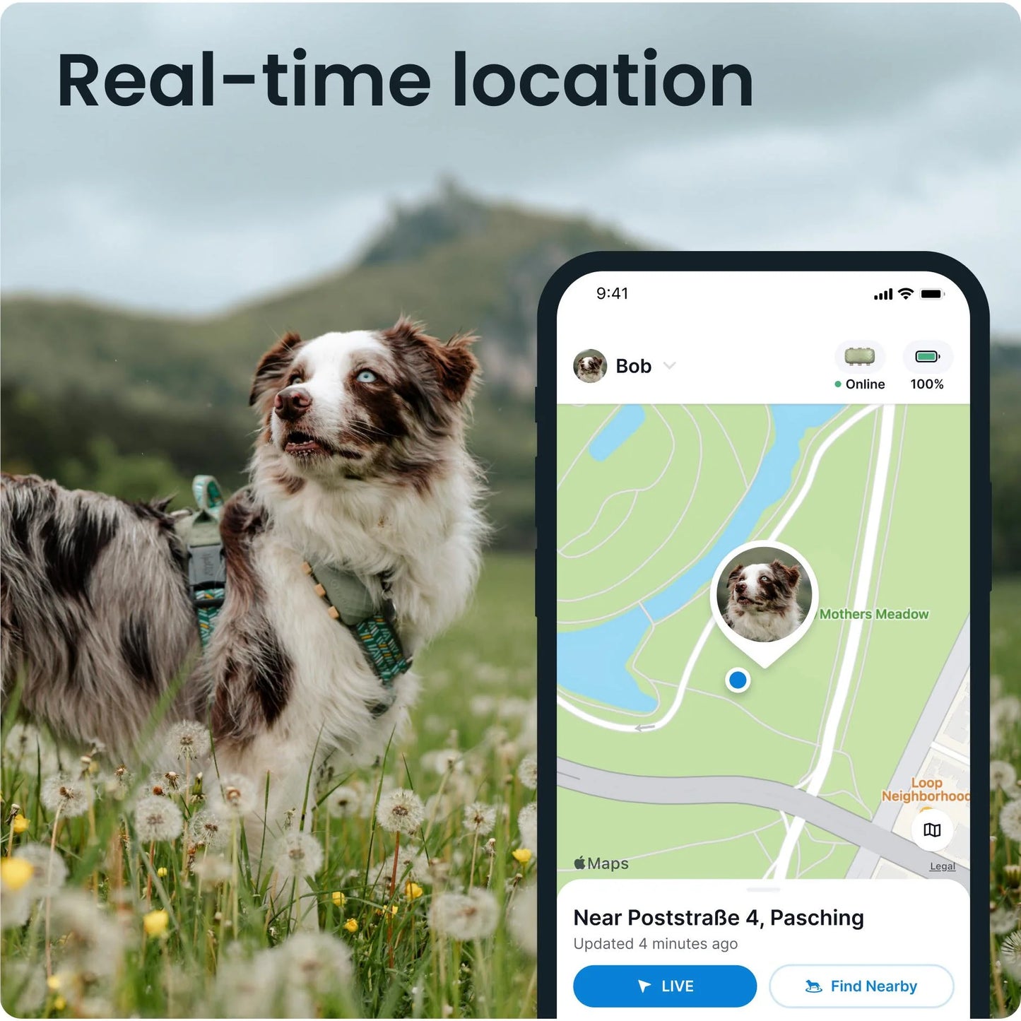 Tractive DOG XL GPS Tracker with Extended Battery Life (Green) for Dogs | Subscription Required