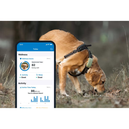 Tractive DOG XL GPS Tracker with Extended Battery Life (Green) for Dogs | Subscription Required