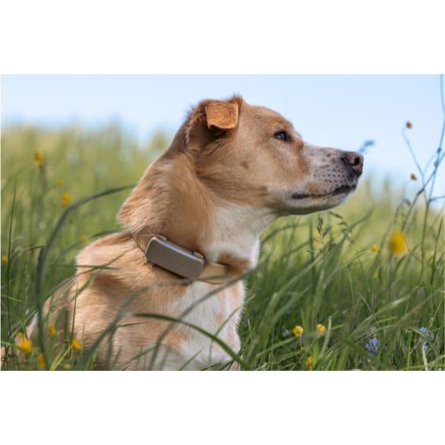 Tractive Dog 6 GPS Tracker (Black) for Dogs | Subscription Required