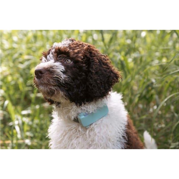 Tractive Dog 6 GPS Tracker (Black) for Dogs | Subscription Required