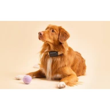 Tractive Dog 6 GPS Tracker (Black) for Dogs | Subscription Required