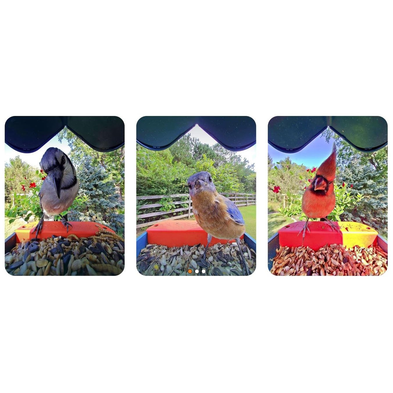 Birdbuddy Pro Solar Smart Bird Feeder with Solar Powered Roof and 2K 1440p AI Camera Blue