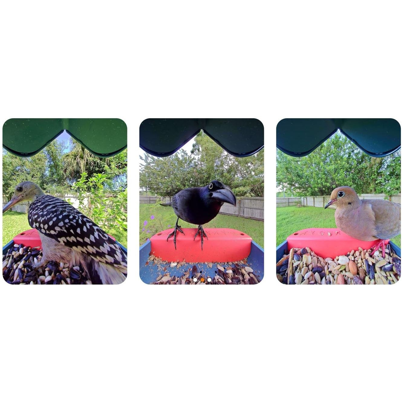 Birdbuddy Pro Solar Smart Bird Feeder with Solar Powered Roof and 2K 1440p AI Camera Blue