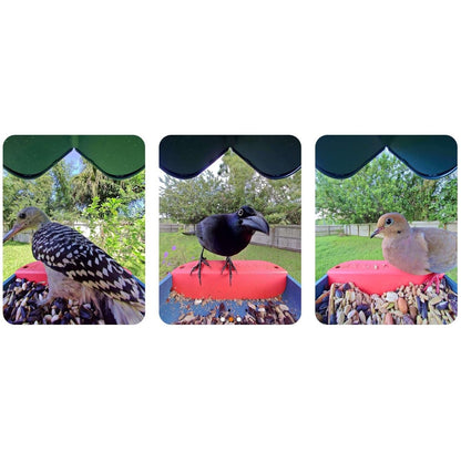 Birdbuddy Pro Solar Smart Bird Feeder with Solar Powered Roof and 2K 1440p AI Camera Blue