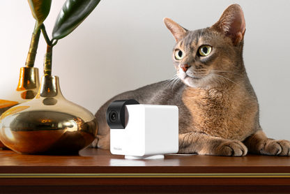 Petcube Cam 360 WiFi 1080p with Night Vision | Cat & Dog Pet Monitoring Camera