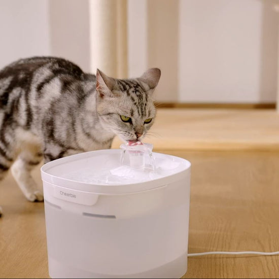 Cheerble Elfin E1 Lite Pet Water Fountain 2L for Cats and Dogs - USB DC 5V Powered (White) - Video