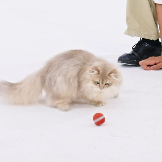 Cheerble M3 Mini Cat Ball Interactive Smart Cat Toy (Vintage Red) - Video - SavvyBadger.co.nz