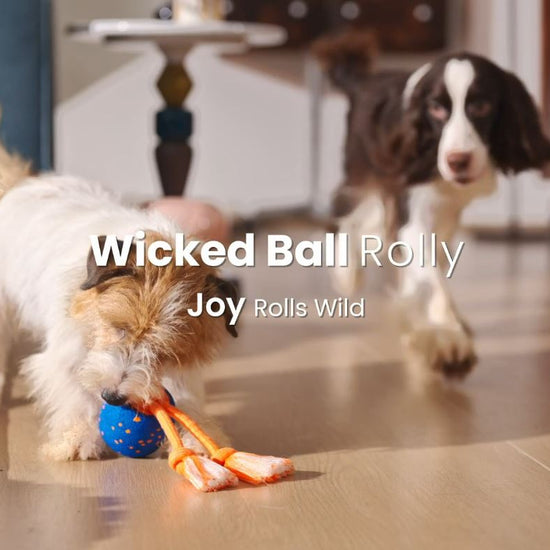 Cheerble Wicked Ball Rolly Interactive Dog Ball Smart Dog Toy (Royal Blue) - Video - SavvyBadger.co.nz