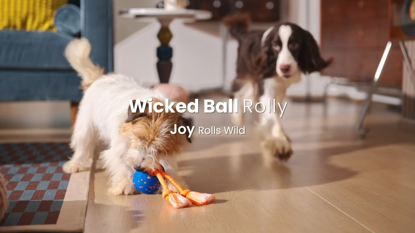 Cheerble Wicked Ball Rolly Interactive Dog Ball Smart Dog Toy (Royal Blue) - Video - SavvyBadger.co.nz