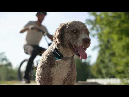 Tractive Dog 6 GPS Tracker (Black) for Dogs | Subscription Required